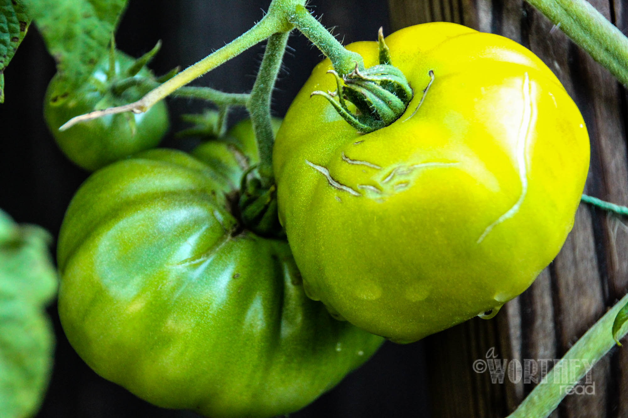 Herb Cream Cheese Dip-66