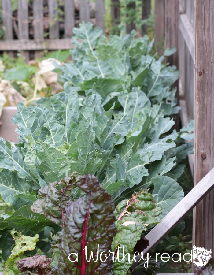 what I'm growing in my garden