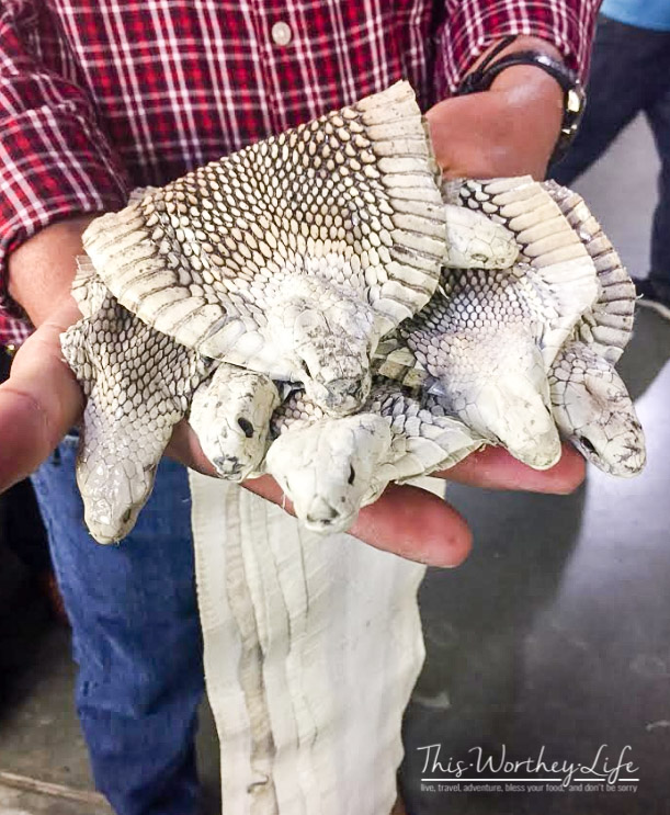 Lucchese Boots in El Paso