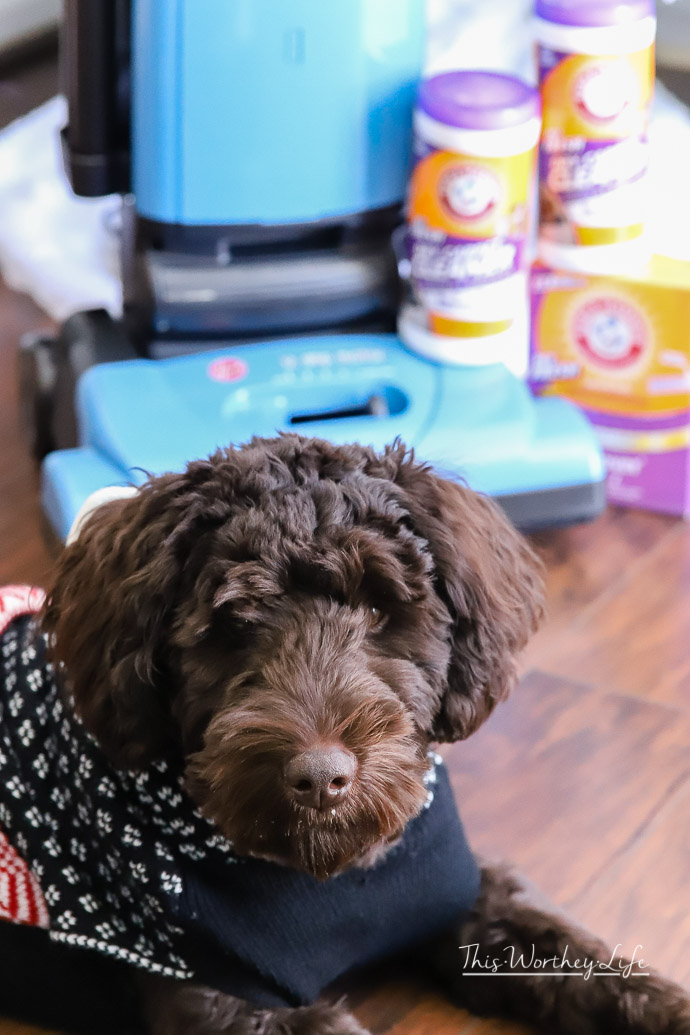 10 Top Ways To Keep Your Home Clean When You Have Pets. The holidays are here, and I'm sharing things I do to make sure my house is clean and ready to go. When you have pets, you may need to go the extra mile. Here's how I avoid doing a lot backbreaking cleaning before the holidays