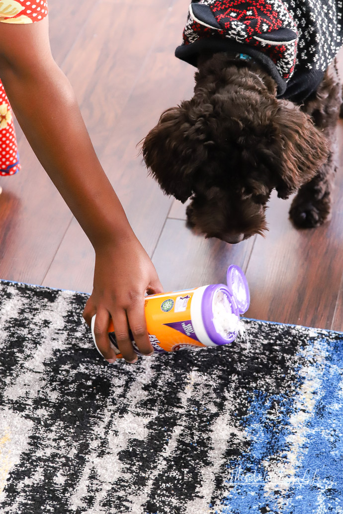 Tips on cleaning your house when you have pets