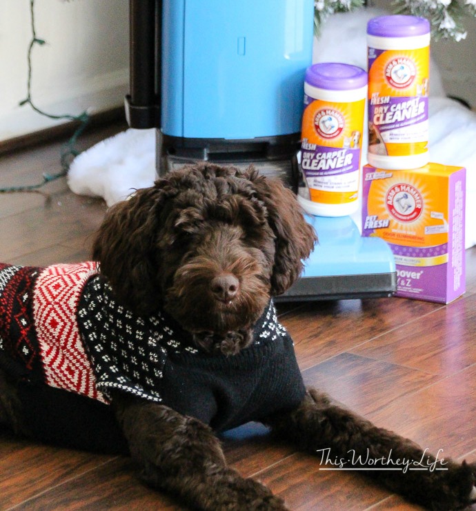 tips on keeping your house clean when you have a dog