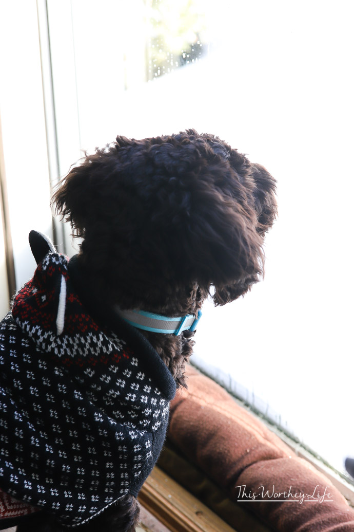 Tips on cleaning when you have pets