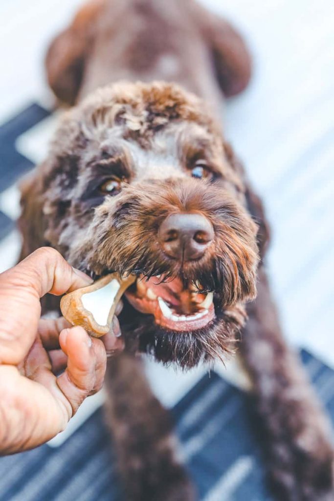 The Healhiest Dog Treats