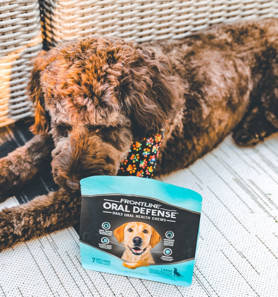 The Best Oral Health Tips For Dogs