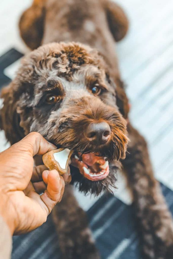 Best Dog Treats for Gifting